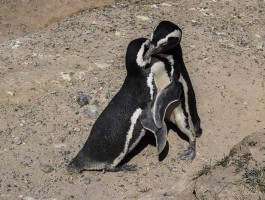  ©Viviana von Freeden - Pinguinera, Chubut