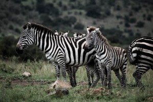  ©Clarisa Dandolo - Masai mara 1-12-2019