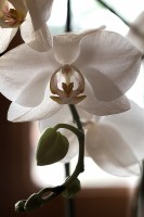  ©Pedro Luis Llorente - Así está la orquídea de mi salón-17-03